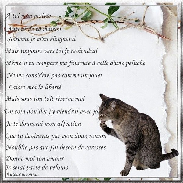 Très beau texte sur les chats