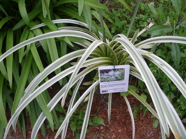 Parc Botanique de Cornouaille Finistère ** Bretagne **