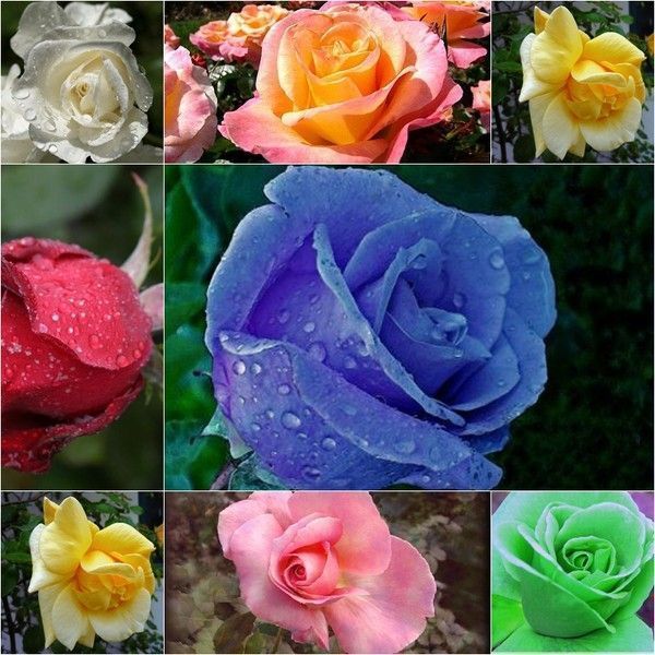 Langage Des Fleurs Par Couleurs - Centerblog