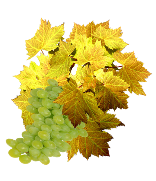 Tubes de vendanges pour vos créations