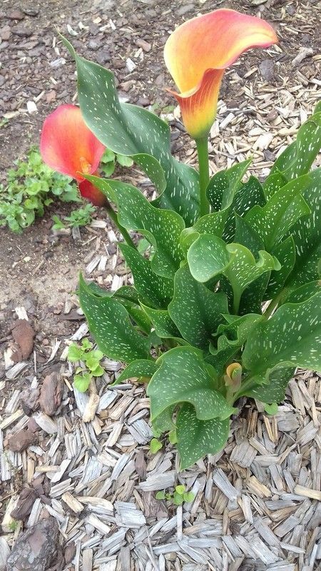 Les Arums " Zantedeschias " de mon jardin