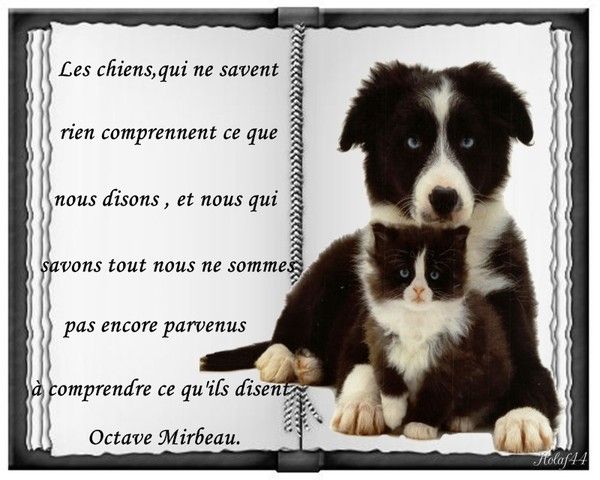 Citation sur nos fidèles compagnons à quatre pattes