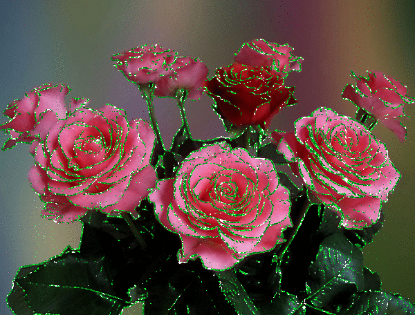 Rose scintillante