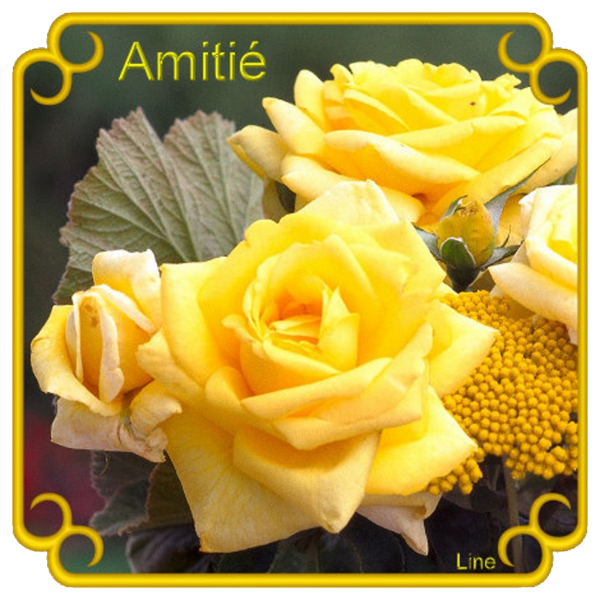 Les roses de l'amitié