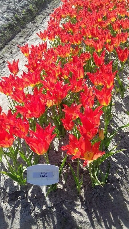 Les champs de tulipes  à Plomeur Bretagne