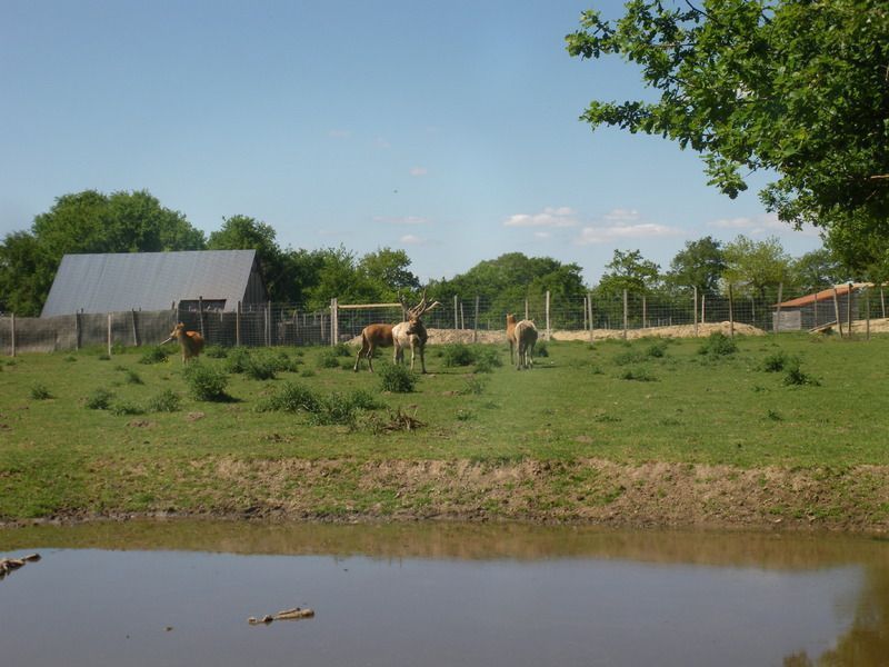 Domaine Des Daims De La Baie De Somme