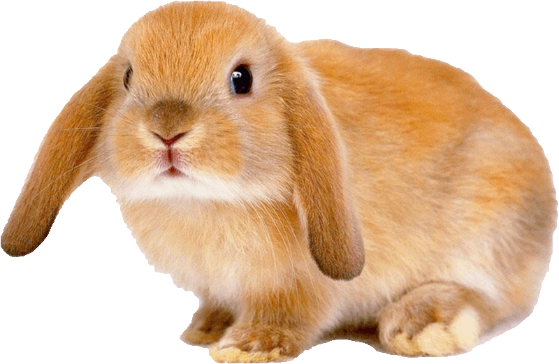 Résultat de recherche d'images pour "lapins animés"