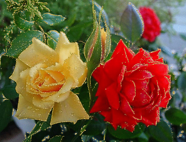 Roses scintillante