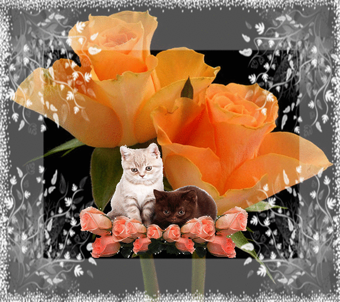 chat et roses