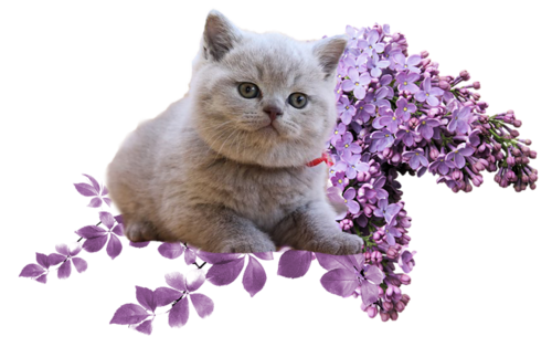 chat les lilas