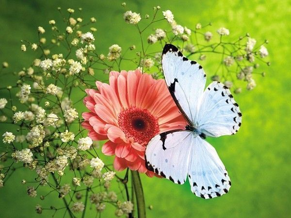 Beautiful Butterfly Pictures