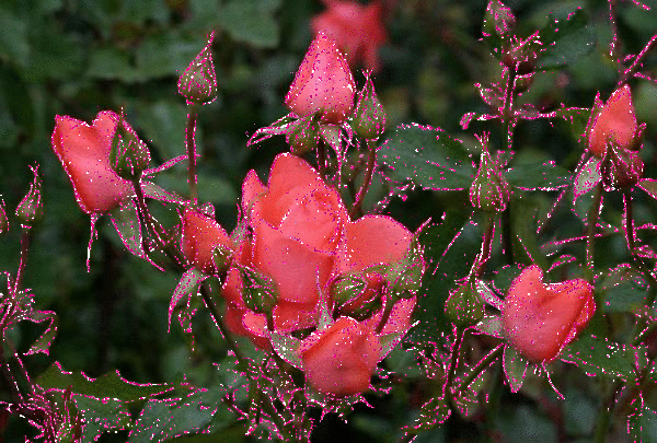 Rose scintillante