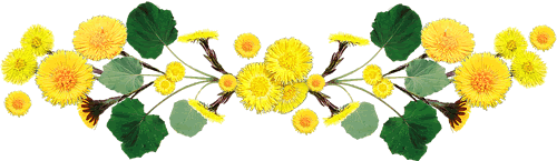 fleurs-jaune