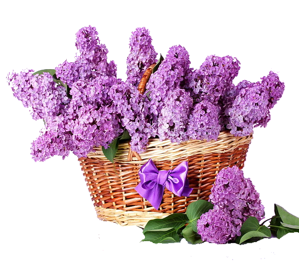 Splendide bouquet de lilas chez Andréa — free download