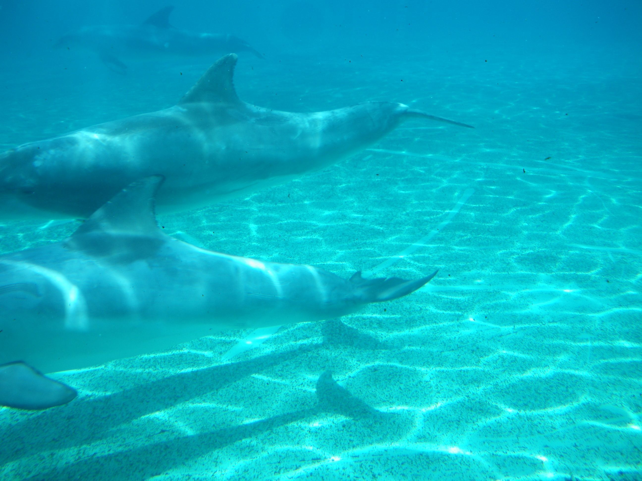 rencontre avec les dauphins marineland antibes