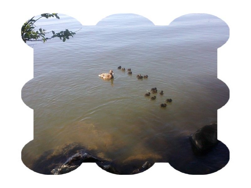 C Est Tout Un Art D être Un Canard