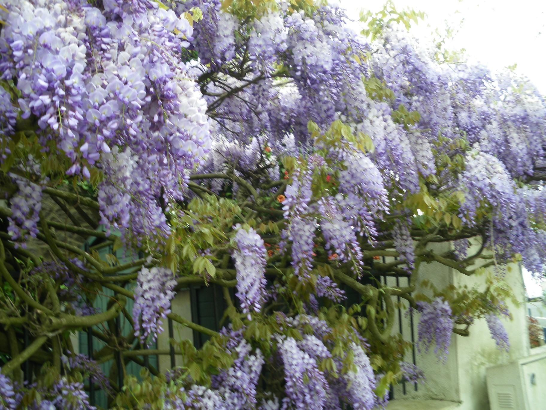 La Glycine Symbole De Tendresse & Amitié