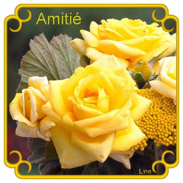 Les roses de l'amitié