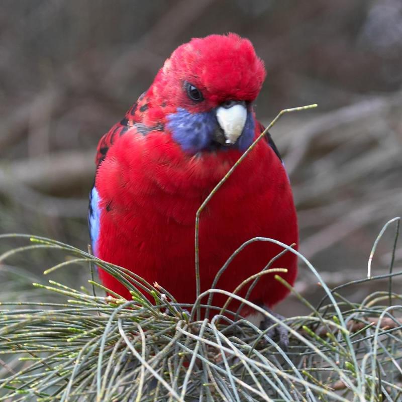 oiseaux