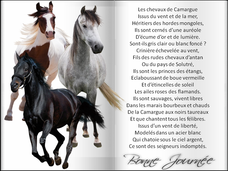 Très beau texte sur les chevaux de Camargue