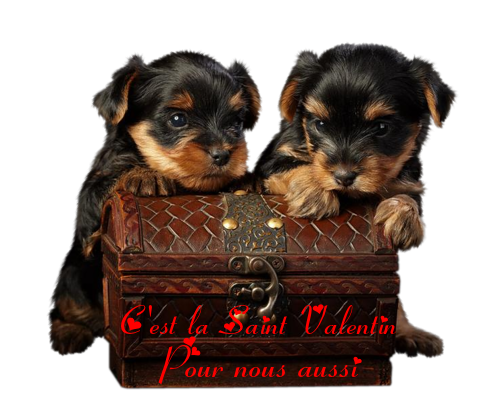 toutous_sur_coffre_1